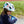 Lazer PNut 2.0 KinetiCore Helmet, Uni-Kids Helmets